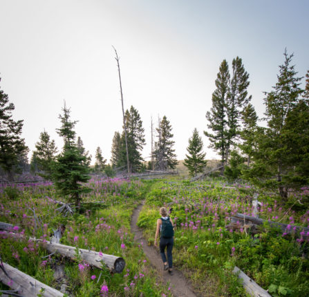 A person hiking on the Continental Divide Trail