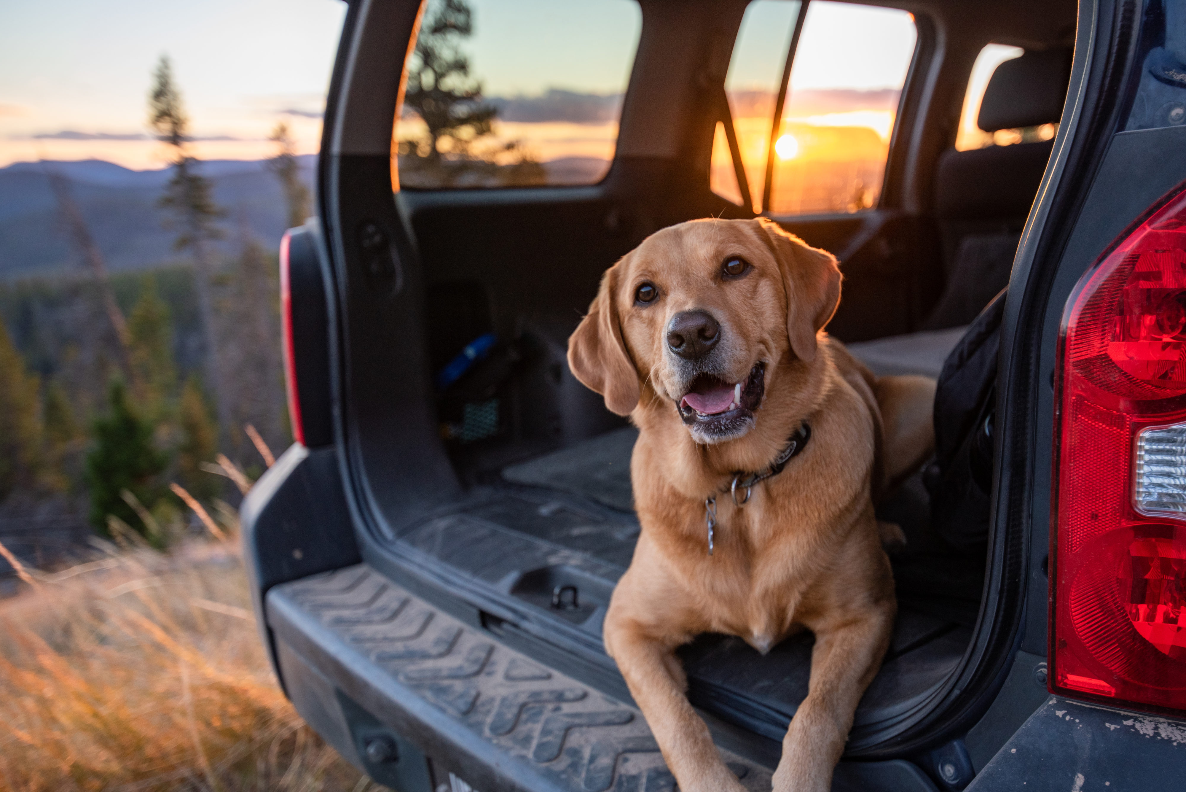 Have Dog, Will Travel Top DogFriendly Adventures Around Helena